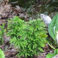 Lycopodium dendroideum (treelike clubmoss) - Sensitive