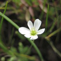 Meconella oregana (white meconella) - Endangered