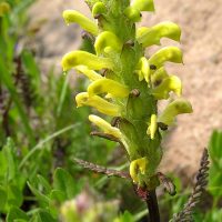 Pedicularis rainierensis (Mt. Rainier lousewort) - Sensitive