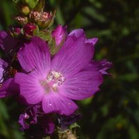 Sidalcea oregana var. calva (Wenatchee Mountain checker-mallow) - Endangered