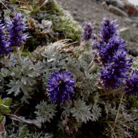 Synthyris pinnatifida var. lanuginosa (cut-leaf synthyris) - Threatened