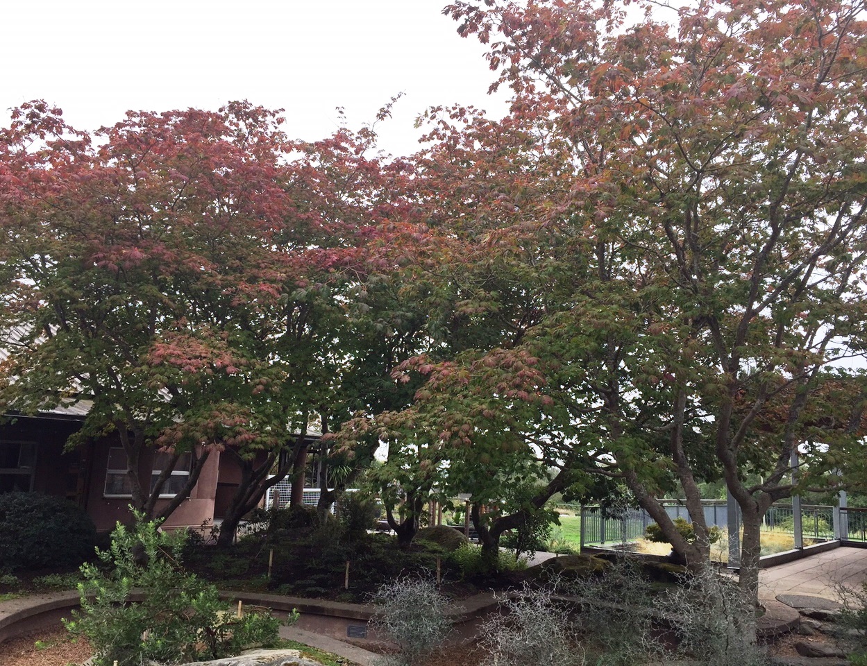 acer-japonicum-grove-at-mcvay-courtyard_larson