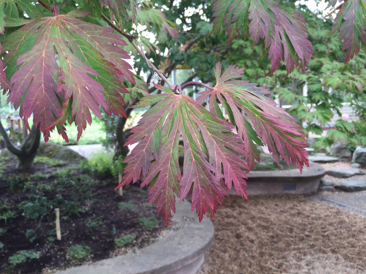 acer-japonicum-leaf-green-turning-red-mcvay-courtyard_larson