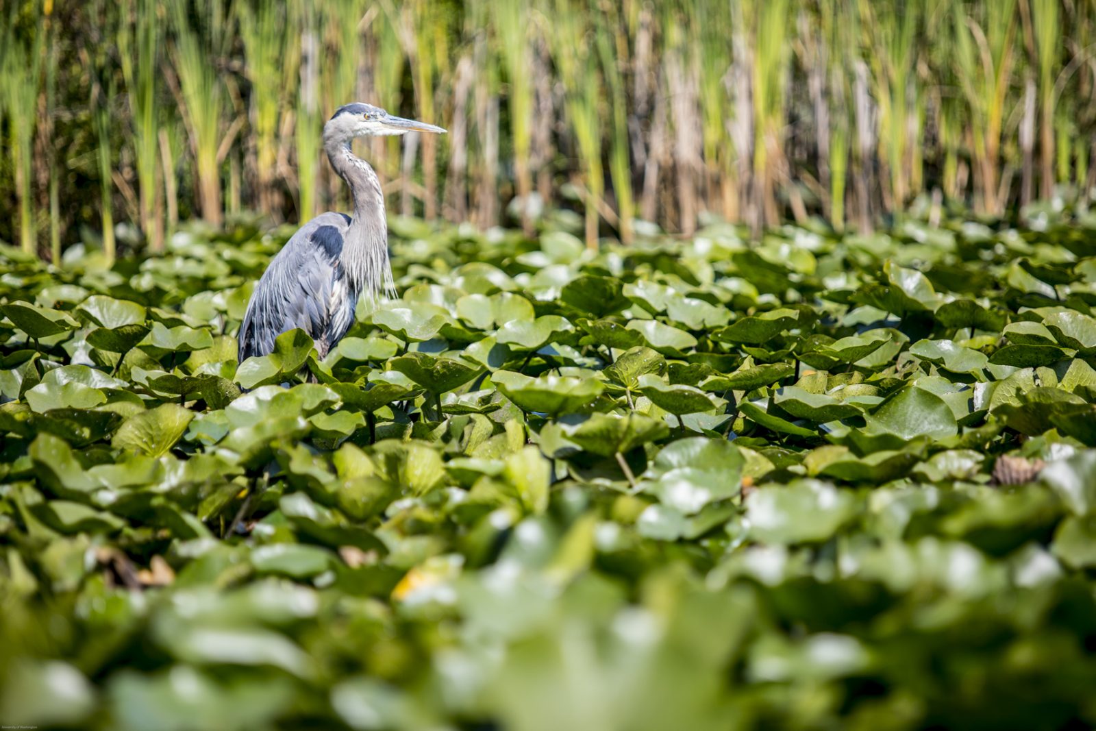 Heron near the Arboretum