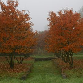 trees with orange foliage and heavy fog
