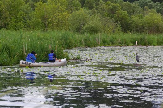 Canoeing at the Arboretum with great blue heron #wildlife