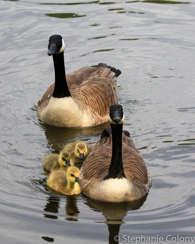 geese and goslings