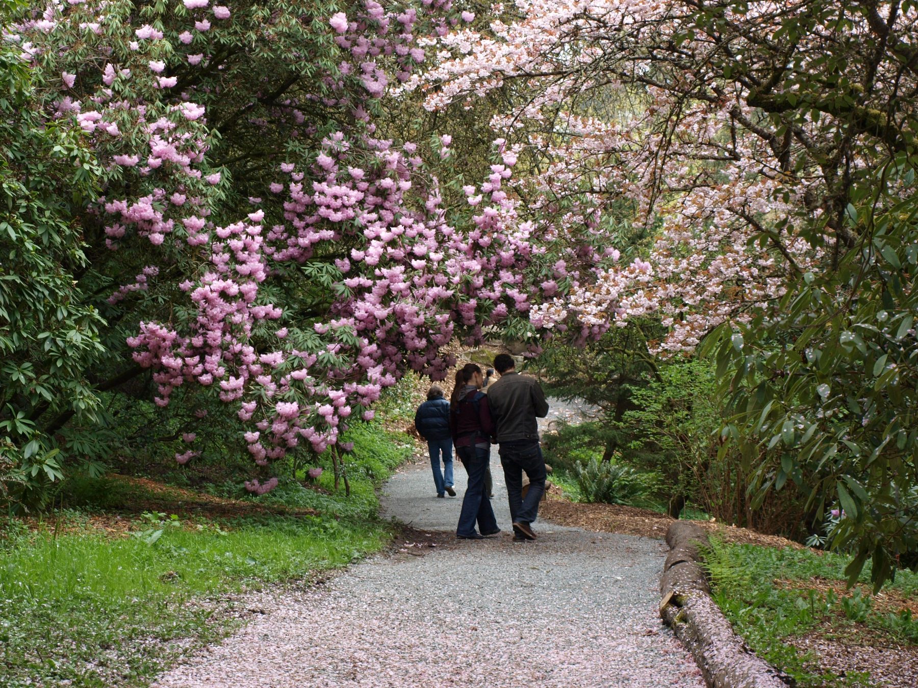 Lower-Rhododendron-Glen-trail-with-cherries-looking-southwest-Niall-Dunne