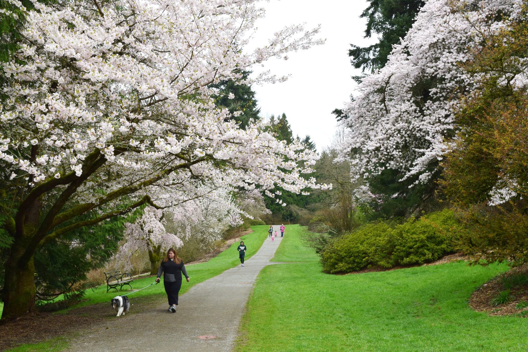 azalea-way
