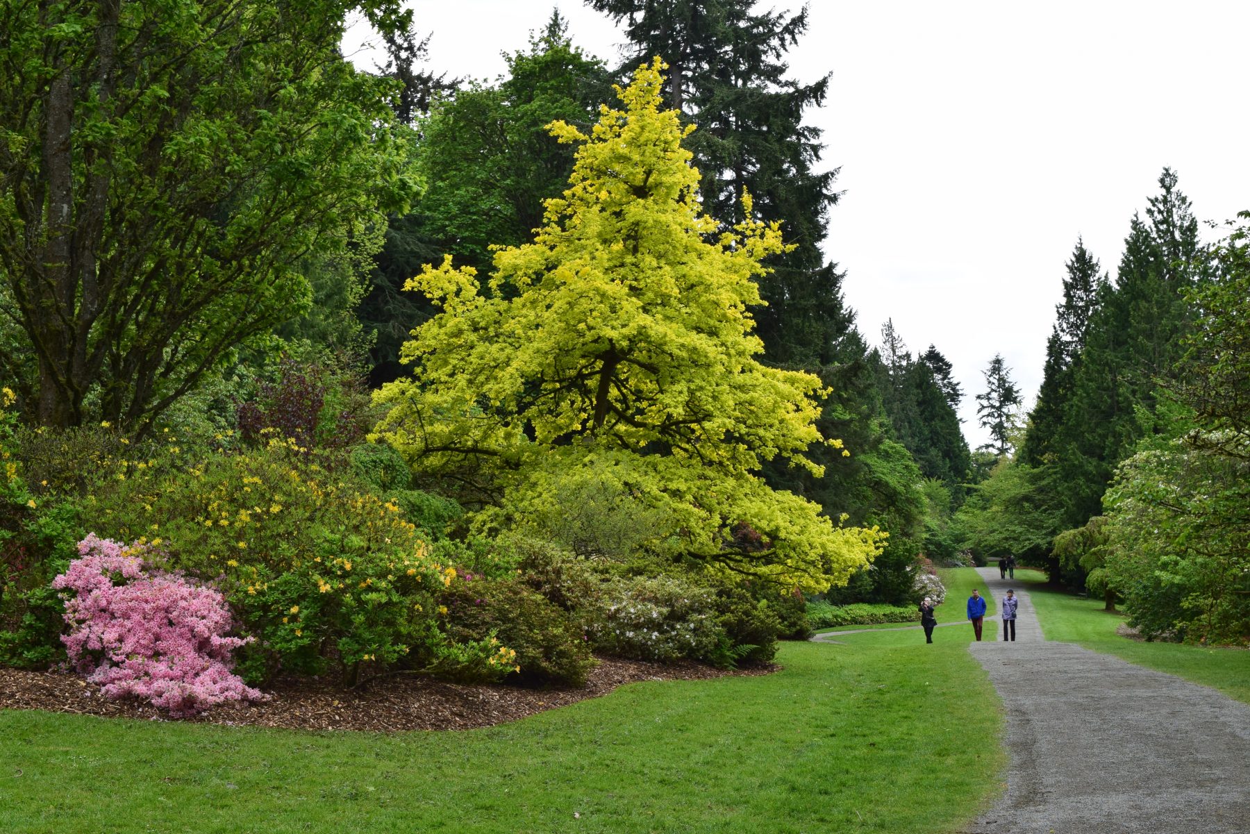 Niall Dunne, Arboretum Foundation
