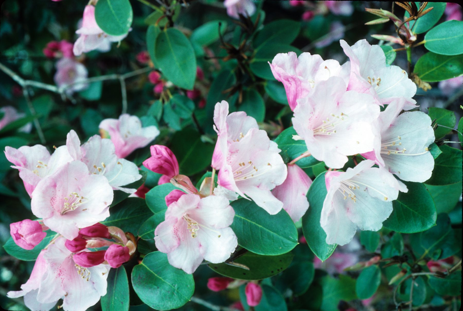 rhododendron-bowbells_847