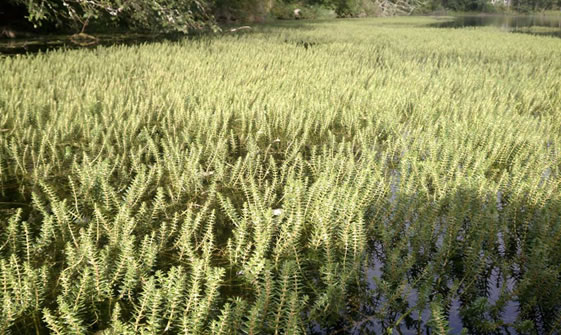 2014 Invasive Plant Conference