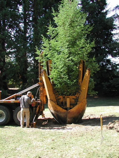 The Daniel J. Evans Centennial Tree being transplanted, 2003.