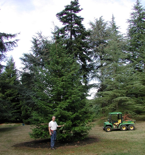 David Zuckerman and the Centennial Tree in 2003, just after transplanting.