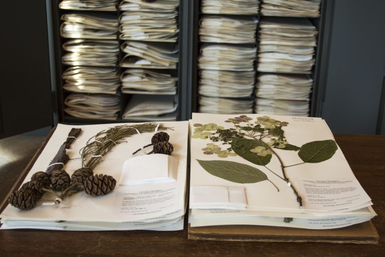 Collections of the Hyde Herbarium University of Washington Botanic