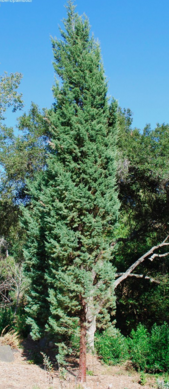 Cguadaloupensis