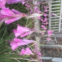 Dierama pulcherrimum photo