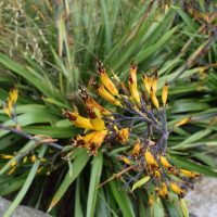Phormium cookianum at the Washington Park Arboretum