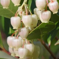 cluster of typical bell flowers