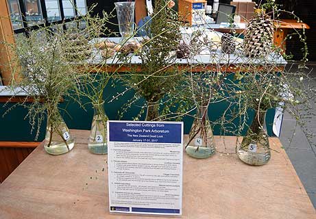Selected cuttings from the Washington Park Arboretum, January 17 - 31, 2017
