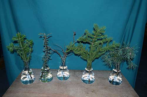 Selected cuttings from the Washington Park Arboretum, (January 3 - 16, 2017)