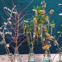 Selected cuttings from the Washington Park Arboretum, January 30, 2017 - February 12, 2017