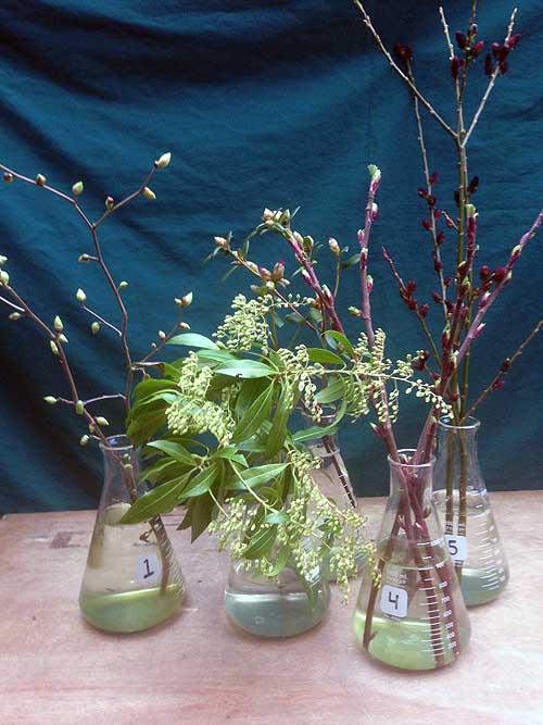 Selected cuttings from the Joseph Witt Winter Garden, February 13 - 26, 2017