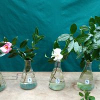photo of camellias