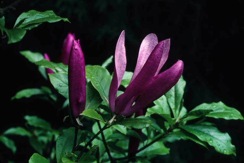 magnolia-liliiflora-x-susan