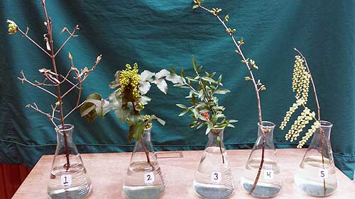 Selected cuttings from the Washington Park Arboretum (March 27 - April 9, 2017)