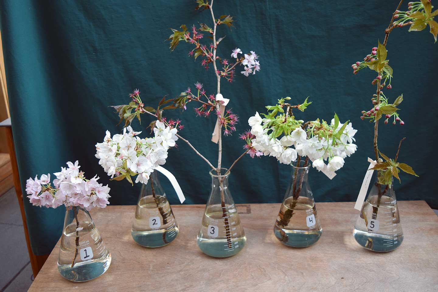 Selected cherry tree specimens from the Azalea Way Promenade at the Washington Park Arboretum (April 10-23, 2017)