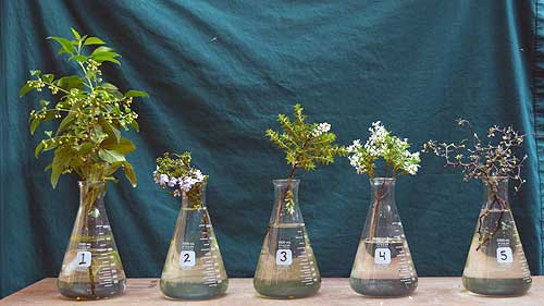 Selected cuttings from the Washington Park Arboretum, May 22, 2017 - June 4, 2017