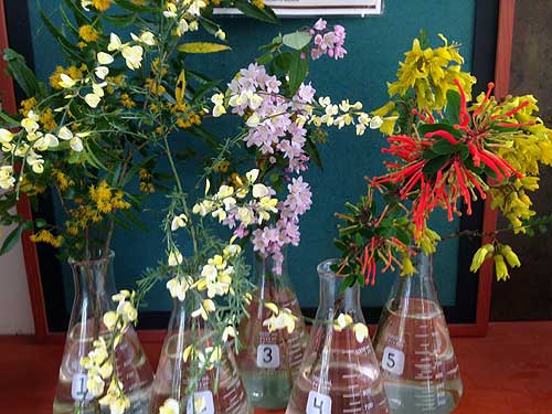 Selected cuttings from the Washington Park Arboretum, May 8 - 21, 2017