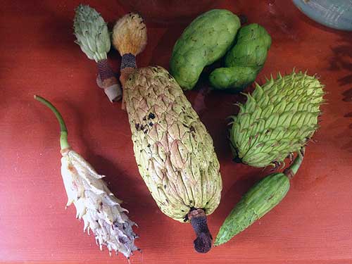 Close-up photo of the various Magnolia fruit