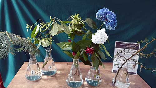 Selected cuttings from the Washington Park Arboretum (July 31, 2017 - August 14, 2017)
