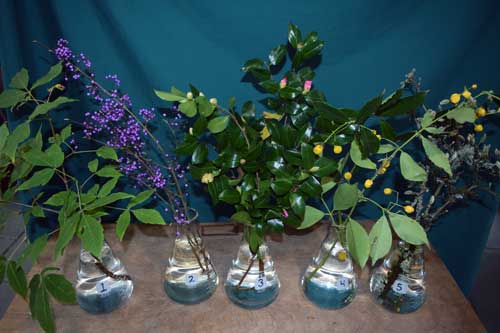 Fall and Winter Interests at the Washington Park Arboretum, November 7-20, 2017