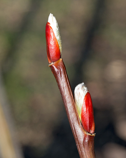 Salix fargesii buds