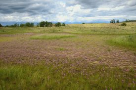 Washington Vernal Pool