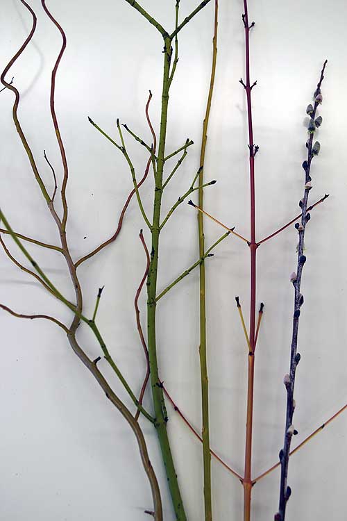 Selected cuttings from the Washington Park Arboretum, February 5 - 18, 2018