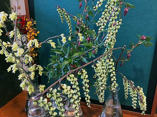 Selected cuttings from the Washington Park Arboretum, March 19, 2018 - April 1, 2018