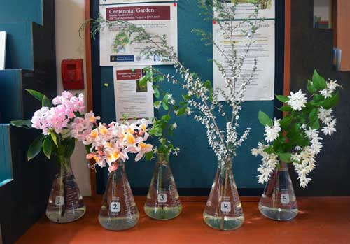 Selected cuttings from the Washington Park Arboretum, June 4 - 17, 2018