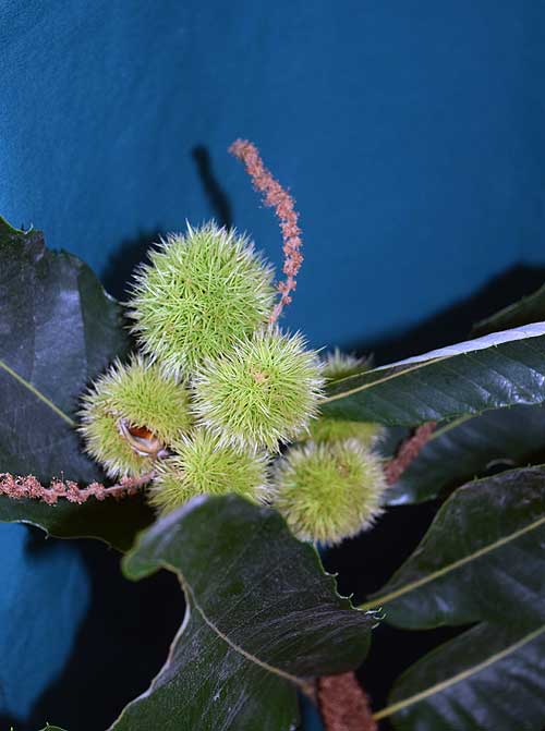 Close-up photo of Castenea crenata fruit