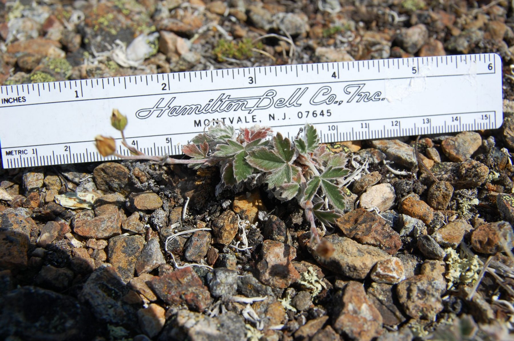 The diminutive snow cinquefoil, Rare Care’s latest edition to the focus species list. Photo by Scott Batiuk