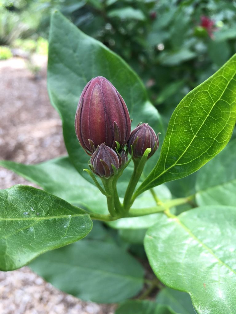 July 2019 Plant Profile Calycanthus Occidentalis