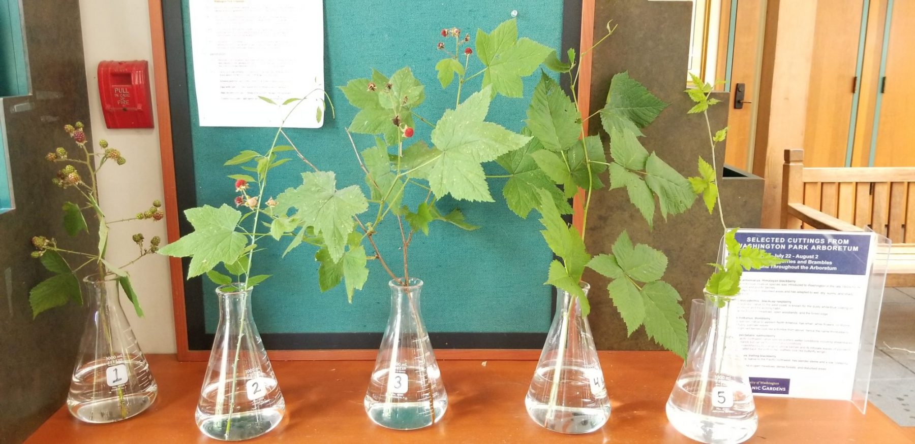 Image of cuttings as examples of species described below.