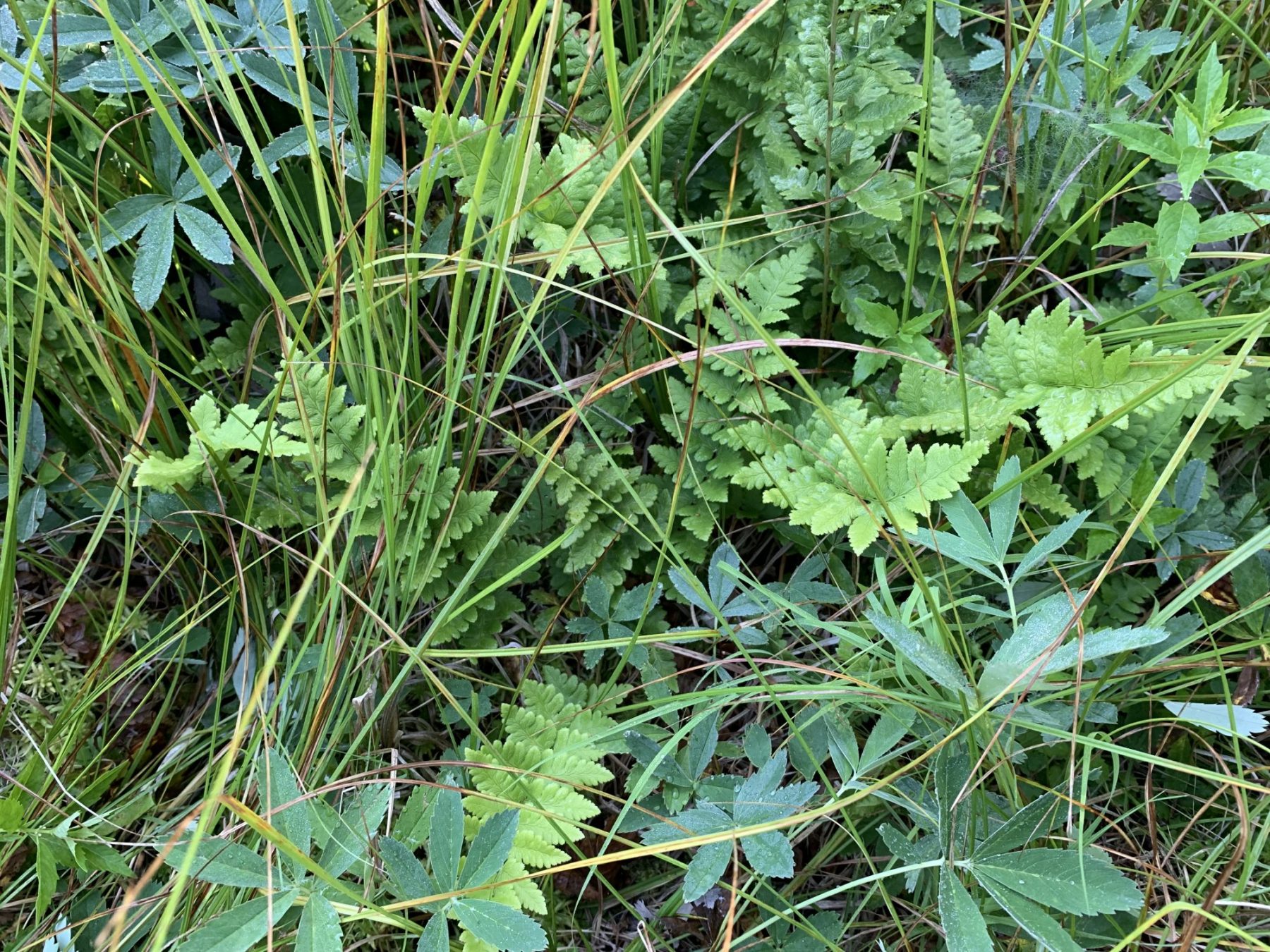 Crested shield-fern with associate plants in the Colville National Forest
