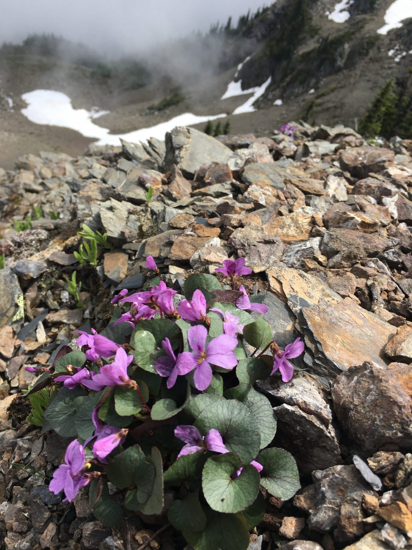 Fletts violet in bloom