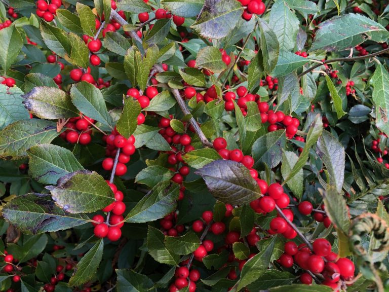 November 2019 Plant Profile Ilex verticillata ‘Nana’ RED