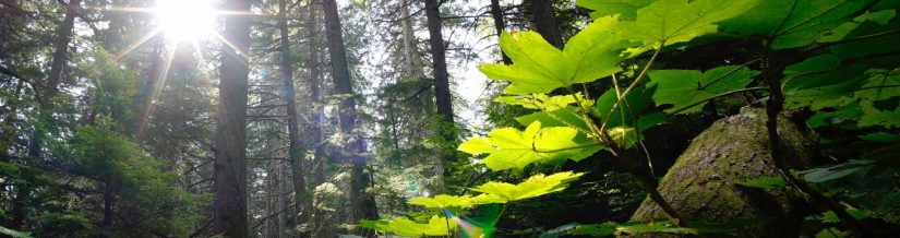 PNW forest plants