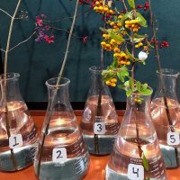 Selected cuttings from the Washington Park Arboretum, November 18, 2019 - December 8, 2019